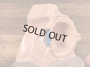 スポリン　ヴィンテージ　医療用模型　アナトミー　60~70年代