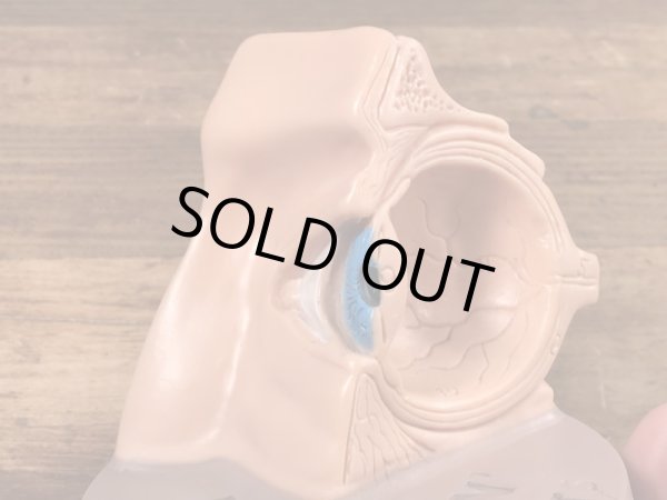 スポリン　ヴィンテージ　医療用模型　アナトミー　60~70年代