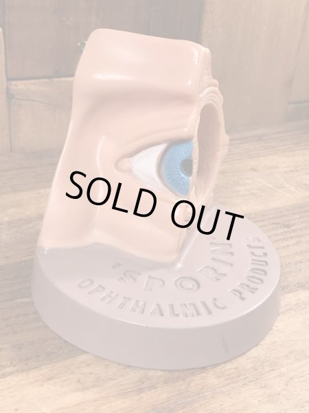 スポリン　ヴィンテージ　医療用模型　アナトミー　60~70年代