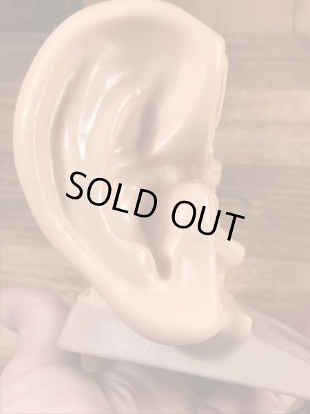 アナトミー　ビンテージ　医療ディスプレイ　アドバタイジング　企業物　60’s